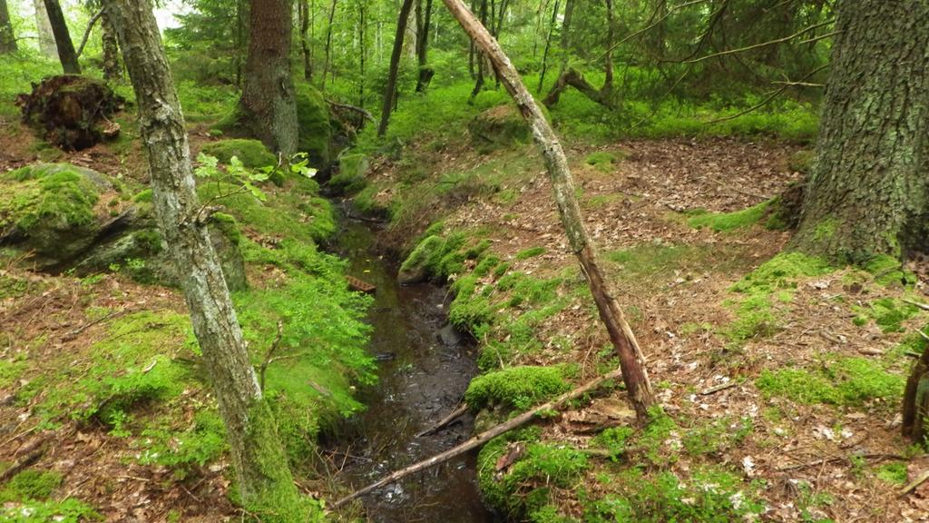 21. Barrblandskog Objektet består av barrblandskog med rikligt med äldre trä, främst gran men även tall och det är hög trädkontinuitet, en gran var över 180 år gammal.