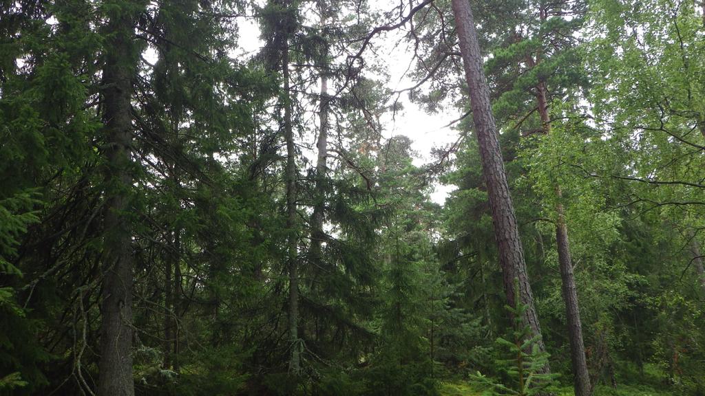 Figur 20. Foto på de äldre träden i barrblandskogen i den västra delen av reservatet. 22.