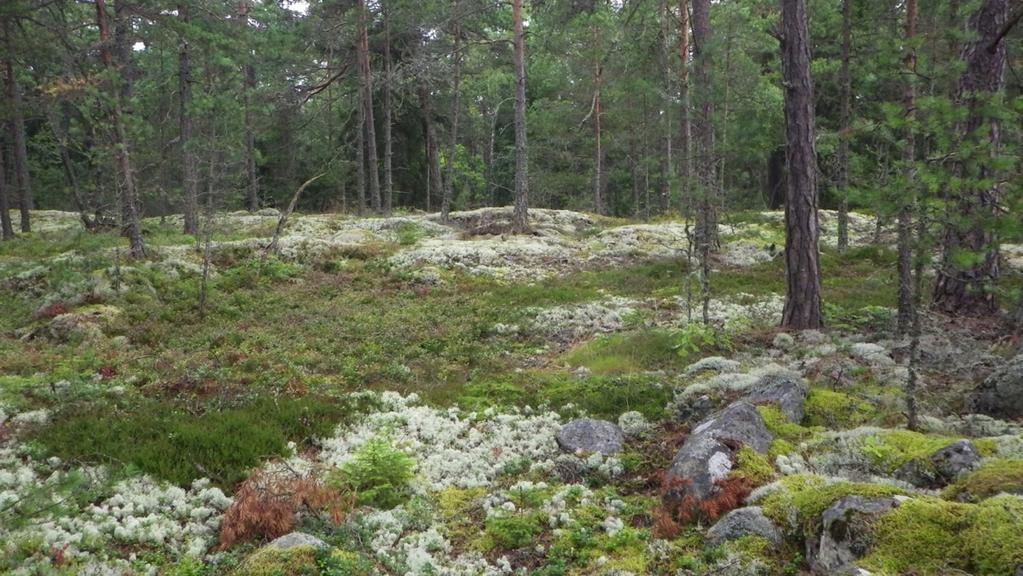 Skogen är olikåldrig och har tämligen allmänt med äldre tallar som är minst 150 år. Tallskogarna på hällarna är öppna och den finns bara några enstaka lågor.