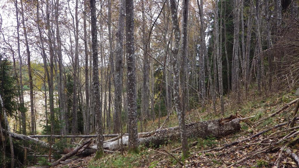 Figur 23. Foto på alla aspar och en asplåga i en lövskog. Figur 24. Foto tillvänster en svartbräken som sitter på en lodyta i lövskog. Fotot tillvänster är bild på lodytan. 27.