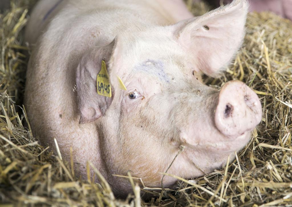 Gris Slaktutveckling och handelsflöden i Sverige Antalet slaktade grisar var i stort sett oförändrat i förhållande till 2015 års nivåer och slaktnivåerna sedan 2012 understryker att den negativa
