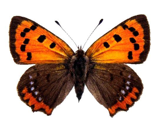 Bokning sker sedan i turordning via mejl Fjärilar! Vi ser en sagofilm som berättar om hur fjärilar blir till, läser fjärilsböcker och skapar våra egna fjärilar i verkstaden!