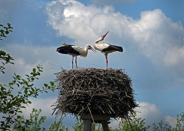 Polen 17 24 maj 2018 (tjejresa) 24 31 maj 2018 (mix) med Gigi Sahlstrand Vit stork, Polens nationalfågel, tar tacksamt emot plattformarna i städerna att bygga sina bon på.