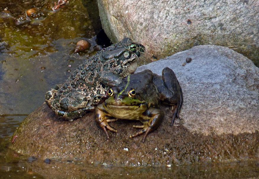 Vid vårt boende i Goniadz är det en ljudlig grod- o paddkör. Bl a kan grönfläckig padda höras. Här tillsammans med gölgroda (till höger). Foto: Gigi Sahlstrand Dag 5.