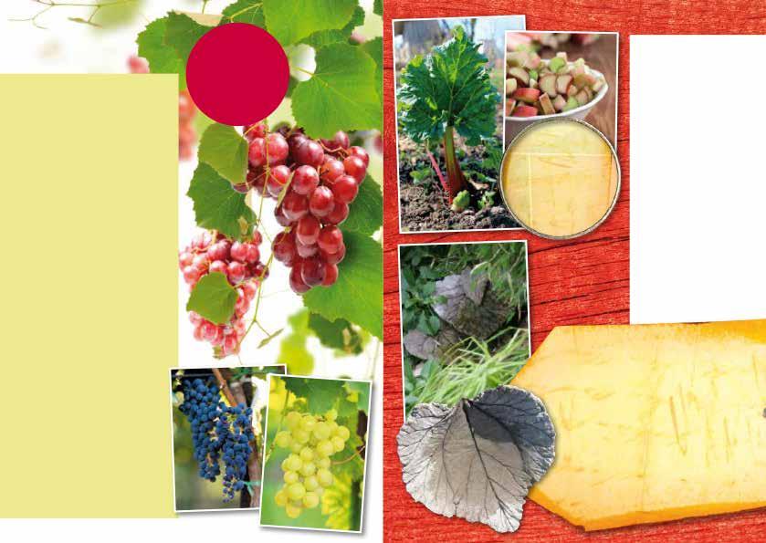 V INDRUVOR Vinrankor för växthus, uterum och varma söderväggar i zon 1-2 BLÅ BURGUNDER - Små blådaggiga söta druvor i kompakta klasar. Zon 1-2.