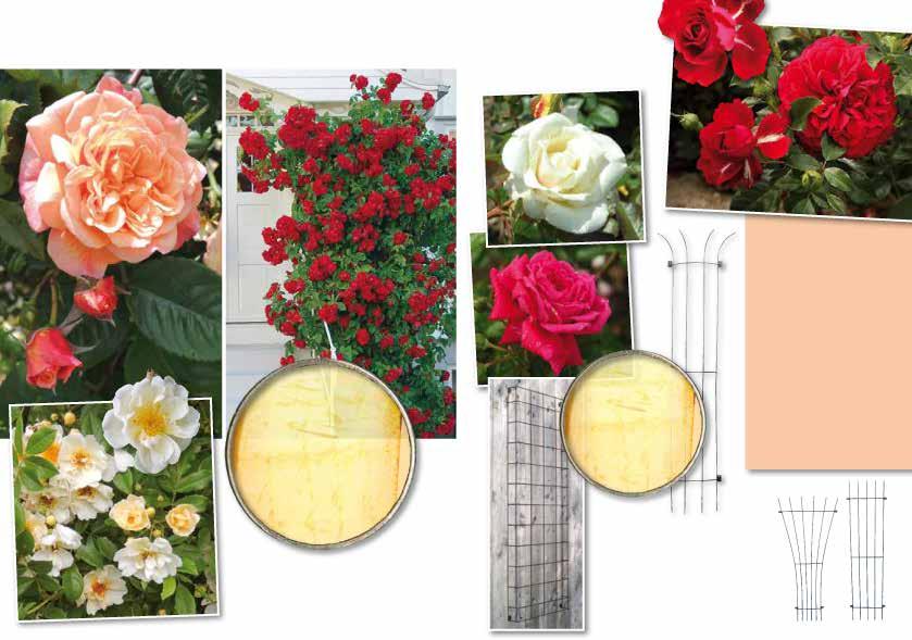 ROSOR till rosenbågar, pergolor m.m. ROSOR till väggar och trädgårdstorn KORDES ALOHA Medelstora fyllda orange/ persikofärgade doftande blommor återkommande under sommaren. Ca 3 m hög. Zon 1-4.