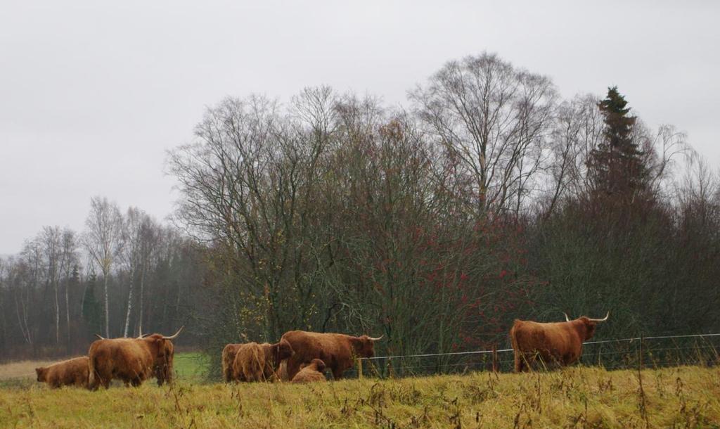 flock Highland cattle, en skotsk