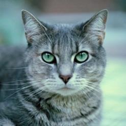 Herrelösa katter har ofta nedsatt hälsa i form av obehandlade skador, sjukdomar eller parasitangrepp. De riskerar att svälta vid brist på föda och förfrysa öron, svansar och tassar vid stark kyla.