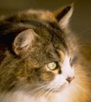 INFORMATION UTEKATTER Att kastrera, ID-märka och vaccinera sin katt är inte ett krav enligt svensk djurskyddslagstiftning men ett enkelt och betydelsefullt sätt att höja djurvälfärden och göra
