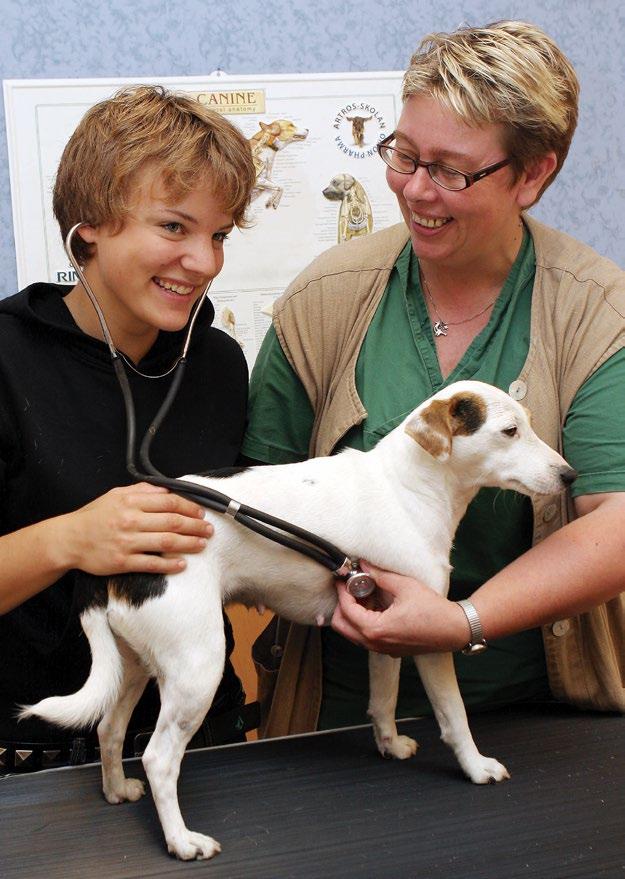 Veterinär Kristina Pettersson, lärare i djursjukvård, lär tidigare elev, Hanna Boëthius, att lyssna på hjärtat på sin