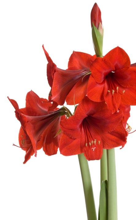 Amaryllis Den kraftiga löken, som ger två stänglar, är