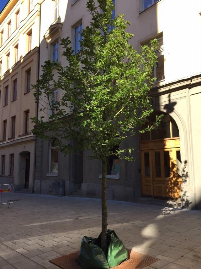 Figur 14. Växtbädd med skelettjord och biokol på Nybrogatan i Stockholm. (Foto: Björn Embrén??) Organisation Det är Trafikkontoret i Stockholm stad som äger och ansvarar för anläggningen.