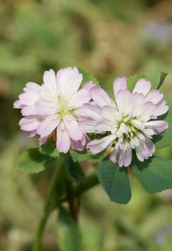 Persisk klöver (Trifolium