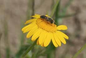 Skyddande miljöer inom fältet består av gräs och/eller blommande örter som är valda för att gynna naturliga fiender. Det är ofta fleråriga miljöer som ändrar sin sammansättning av växter över åren.