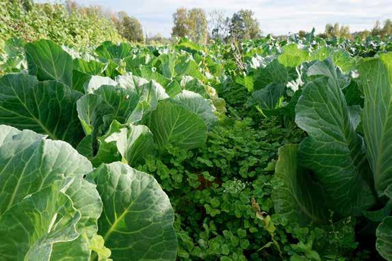 SUBKLÖVER (TRIFOLIUM subterranum) och vitkål. FOTO: elisabeth ögren Bakom detta lyckade exempel på habitatmanipulering ligger många år av intensiv forskning och fältförsök för att optimera systemet.