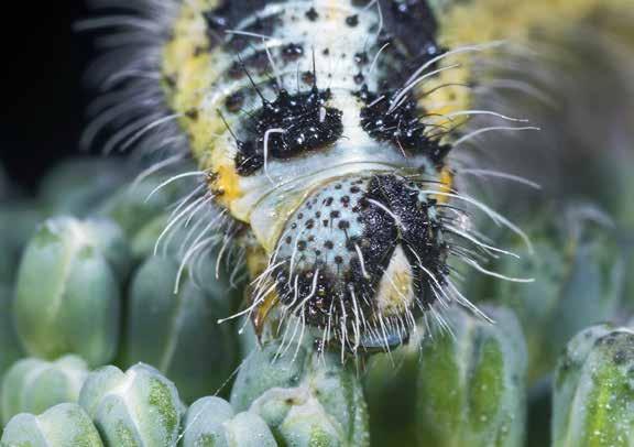 KÅLFJÄRIL (Pieris brassicae) foto: Didier Descouens, wikimedia commons En relativ ökning av förekomsten av blomflugor har också uppmätts i kålfält med kanter av blommande honungsört (Phacelia