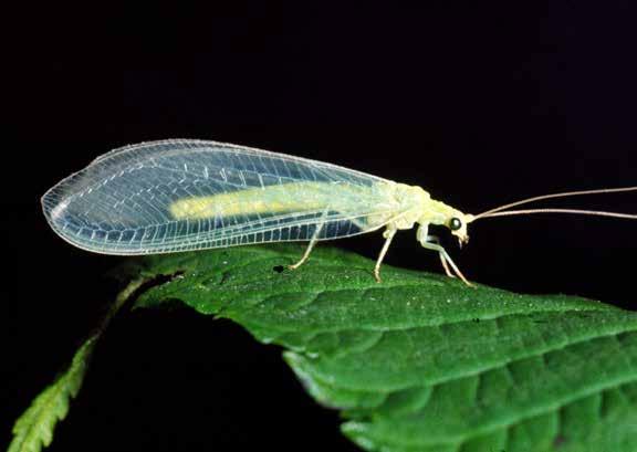 GULDöga (chrysopidae). Foto: SLU. och dill (Anethum graveolens) inte ökade lilla kålflugans äggläggning.