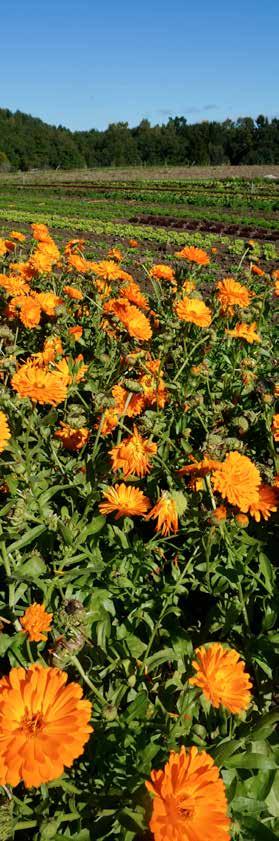 RINgblomma (calendula officinalis). FOTO: elisabeth ögren studera parasitering.