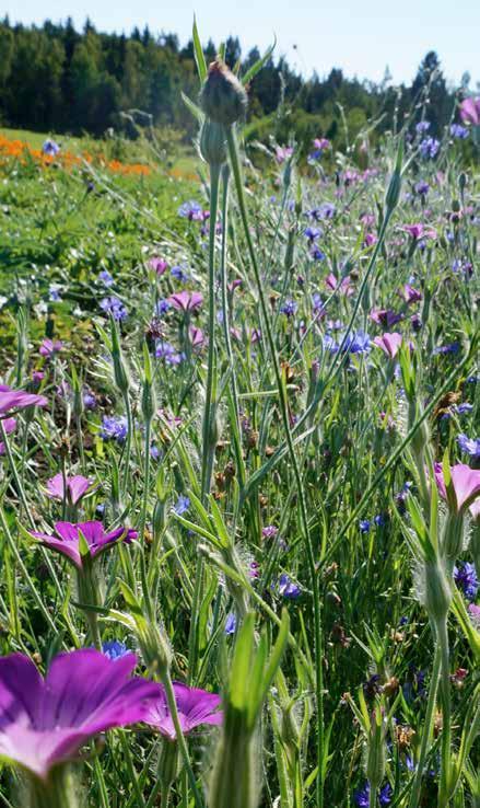 Några svenska exempel Jordbruksverket startade 2015 projektet Biodiversitet i frilandsodling med syftet att samla erfarenheter kring den praktiska användningen av åtgärder som på olika sätt gynnar