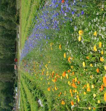 Bild 14, nedan till höger: Blomsterremsa med både ettåriga och fleråriga arter i bärodling.