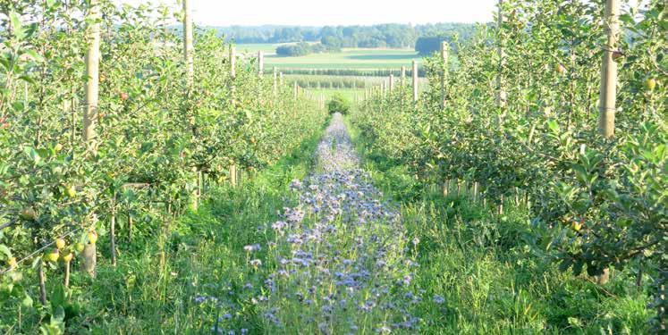 BILD 15: FOTO: JOHAN ASCARD Bild 15, ovan: Blomsteremsa med honungsört i äppelodling i Blekinge.