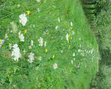 Bild 16 till vänster: Blomsterremsa i äppelodling i Kivik, insådd med över 30 olika arter örter