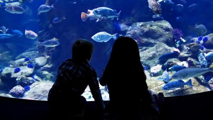 Vikarvets Bohusmuseum (27.3 km) Namnet Vikarvet syftar på området Viken som omfattar nuvarande Bohuslän och trakten runt Oslofjorden.