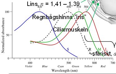 Synnerven Blind läcken Gul läcken Tppr, ärg Nätinn Stvr, ej ärg Ögt Optiskt