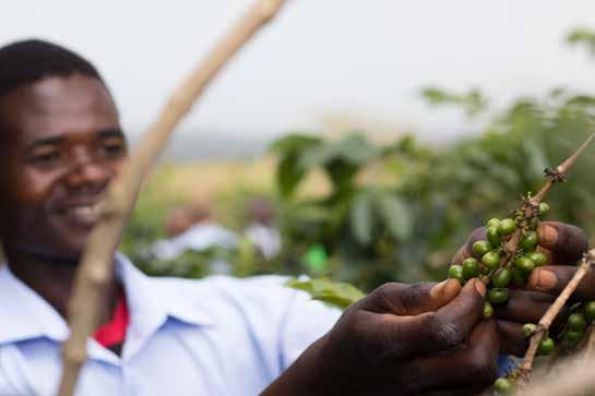 SÅ ODLAR VI FRAMTIDENS KAFFE Allt kaffe som säljs i dag kommer från någon av de två huvudarterna arabica och robusta. Inom Löfbergsgruppen använder vi nästan uteslutande högvuxen arabica.