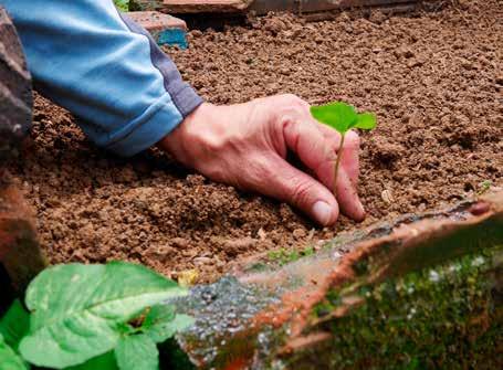 Klimatförändringar går att hantera Växthuseffekten ställer till stora problem för världens kaffeodlare. Temperaturen förändras, både torr- och regnperioder blir kraftigare, och marken kan erodera.