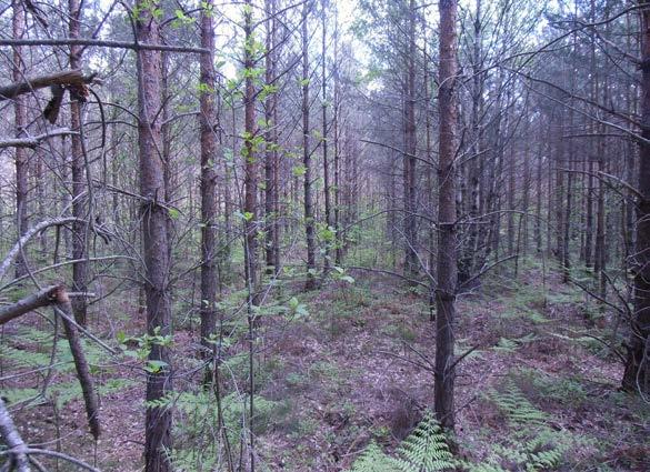 41 Förslag till åtgärder I kommande detaljplan utreds möjligheten att spara en ridå av skog kring det planerade stationsområdet. Om det inom utredningen av detaljplanen framkommer behov kan t.ex.