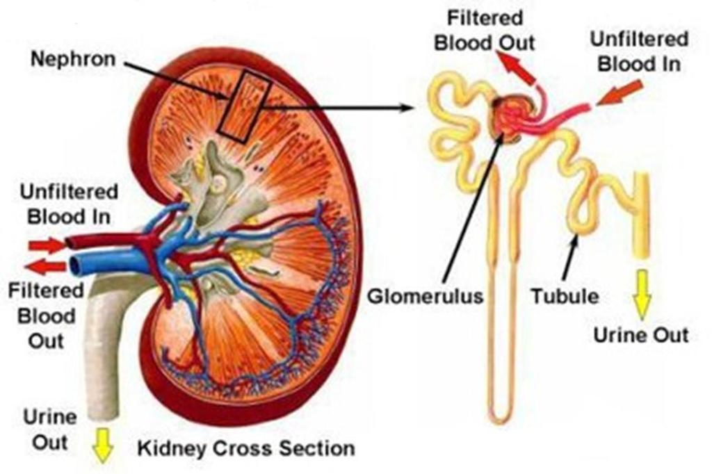 Reglering av ph - njure Reabsorption av filtrerat HCO₃