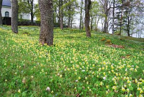 Blomsterprakt et är något magiskt med en vårlig skog där marken är täckt av blåa eller vita sippor, eller en beteshage som lyser av gullvivor.