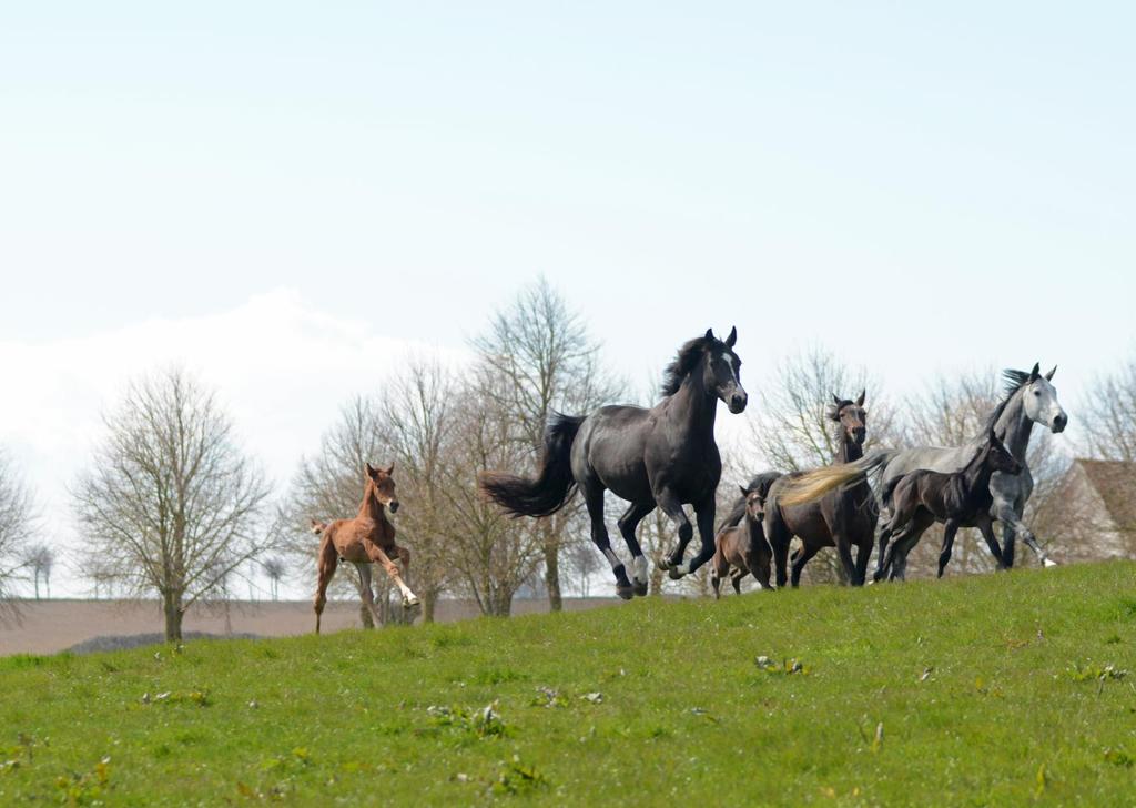 Foto: Laila Berglund TACK TILL Svenska Hästavelsförbundet (Blå Basen), Svensk Galopp, Svensk Travsport, Swedish Warmblood Association, Svenska Welshponny & Cobföreningen, Exmoorponnysällskapet,