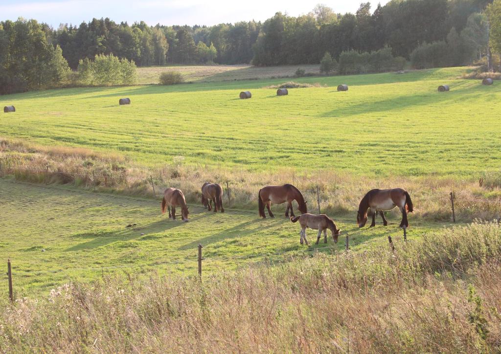 Foto: Linda Andersson HÄSTSKATTNING 216 Jordbruksverket kom under 216 ut med en ny skattning av antalet hästar i Sverige som visade att det finns 355 5 hästar i landet.