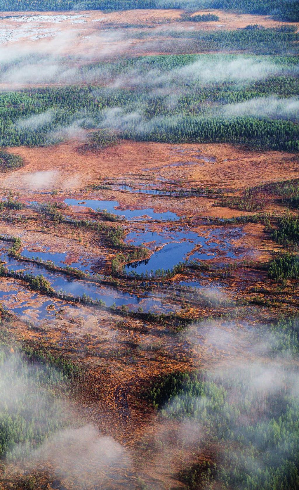 Förord Välkommen till din skog Jo, vi väljer att kalla Tomteboskogen för din skog, även om du förstås inte har blivit skogsägare över en natt.