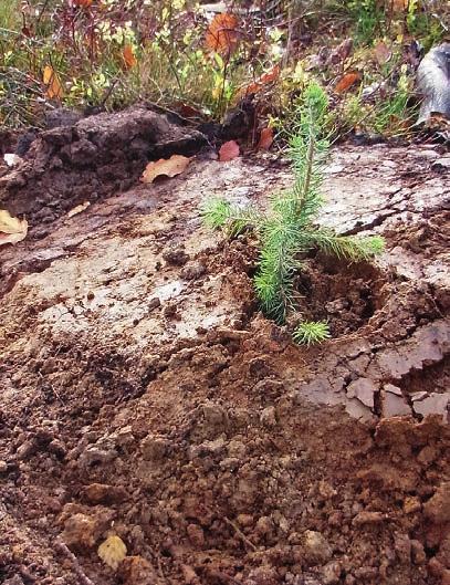 Dikning och dikesrensning I Tomteboskogen finns exempel på dikesrensning, en mycket underskattad produktionshöjande åtgärd inom skogsbruket.