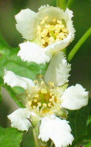 1 Vi prioriterar rapportering av datum för start av blomning, fruktmognad, fruktspridning, lövsprickning, och höstfärger Text: Åslög Dahl. Foto 1; Hans Tisell.