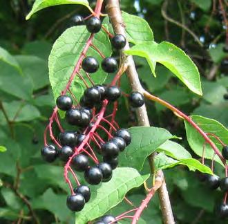 Liksom hos andra Prunus-arter utvecklas den till en stenfrukt, en enfröig frukt där det innersta