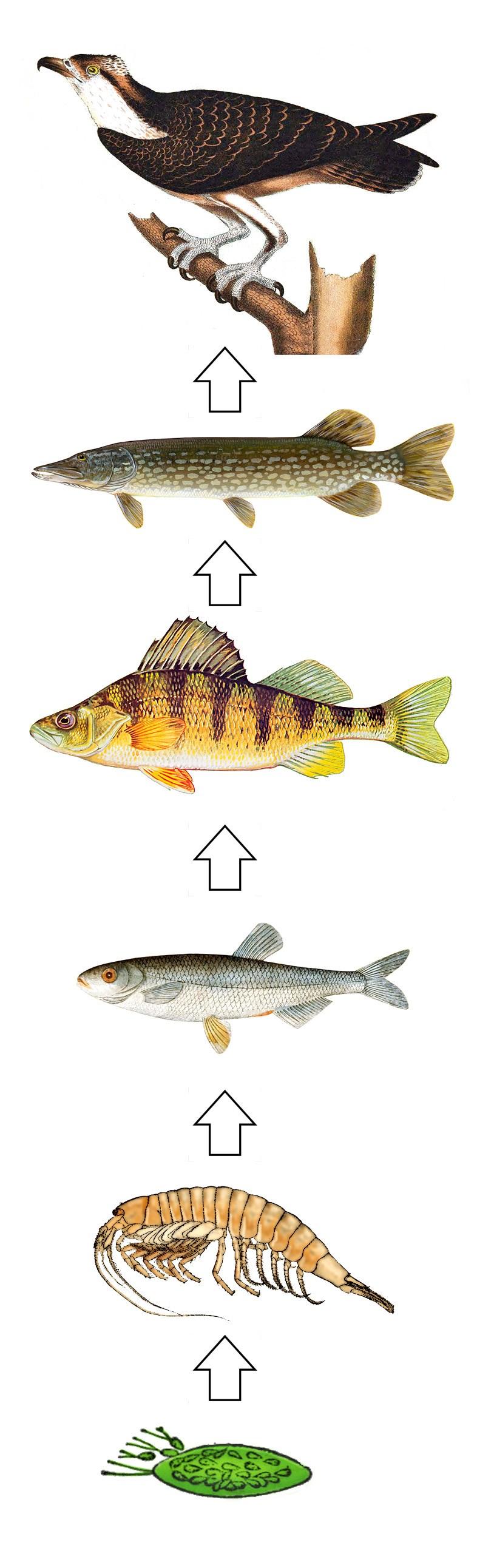 ENKEL Biologi 39 Näringskedjor och näringsvävar Allt levande i naturen hänger ihop. Till höger ser du en enkel näringskedja. En näringskedja visar enkelt med hjälp av pilar vem som äter vad.