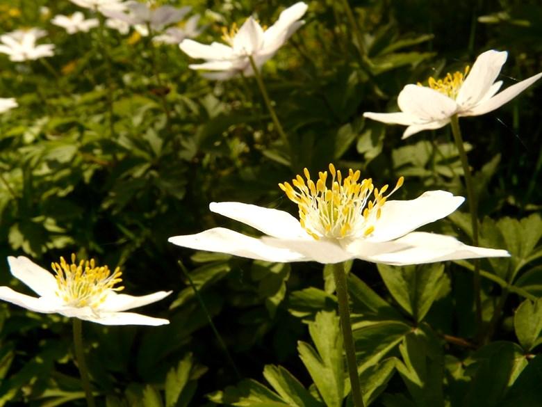 Carl blev redan som liten, intresserad av blommor och småkryp. Kanske berodde det på att hans pappa hade en ovanligt vacker trädgård, som var fylld med mängder av blommor.