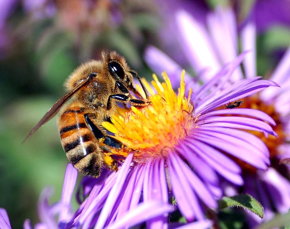 Då kan en befruktning ske. kronblad ståndare pistill Givetvis måste blommorna vara av samma art, för att en befruktning ska lyckas. Till exempel två smörblommor, två rosor eller två blåklockor.