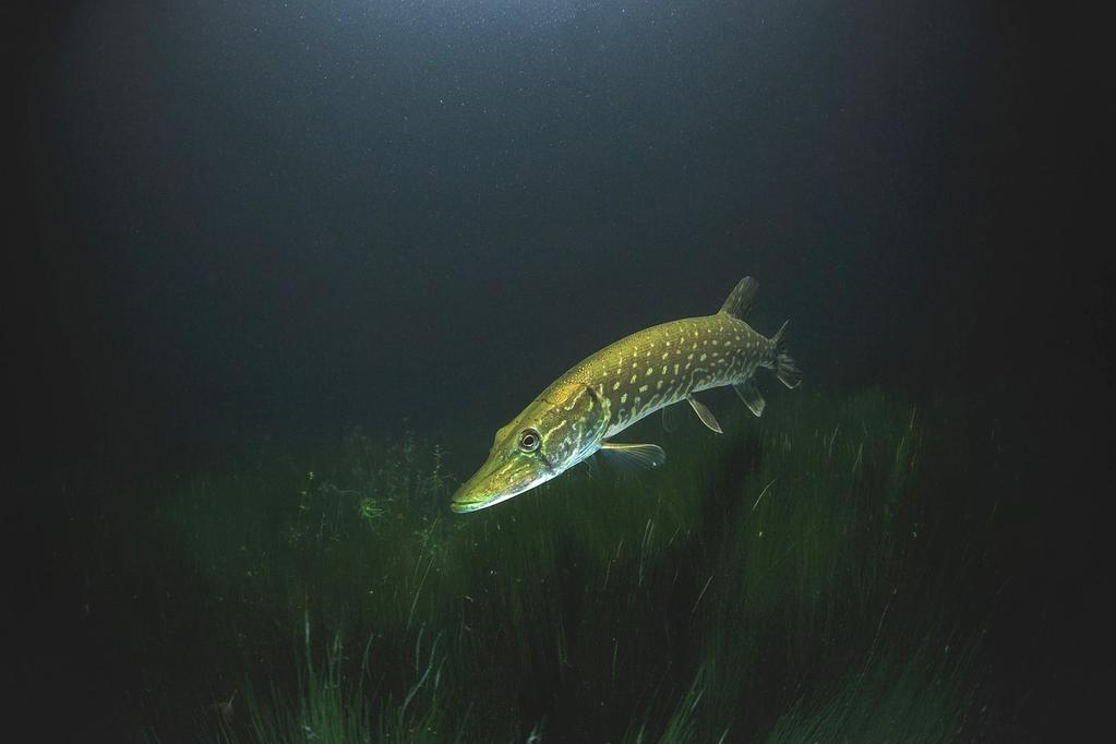 Men precis som alla andra djur behöver fiskar syre. Men de tar inte syre från luften, utan från vattnet. Fiskar andas med gälar. Inne i kroppen har fiskarna en simblåsa.