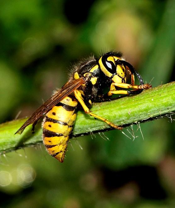 Insekter Insekter är den största djurgruppen i världen.