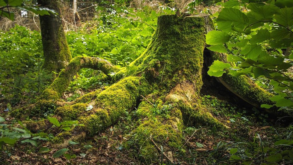 En biotop kan vara en lövskog, en granskog, en äng, en våtmark, ett korallrev, en öken, ett dike eller en sjö. Det kan också vara ett mycket litet område, som till exempel en stubbe.