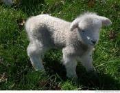 Bä, bä vita lamm, har du någon ull? Ja, ja, kära barn, jag har säcken full.