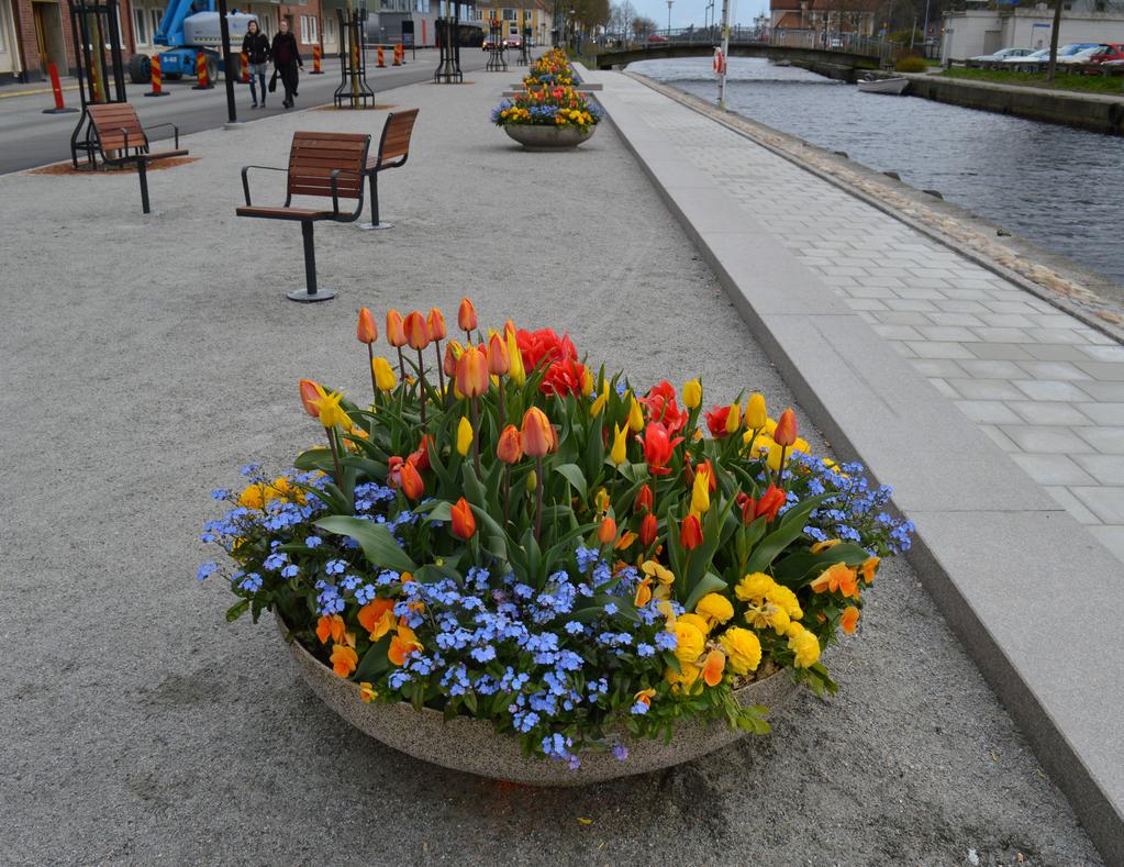 Ranunculus Rebecca Yellow Shades bukettranunkel, gul Tulipa Asahi triumftulpan, orangegul Tulipa Inimitable liljetulpan, gul Tulipa Portland