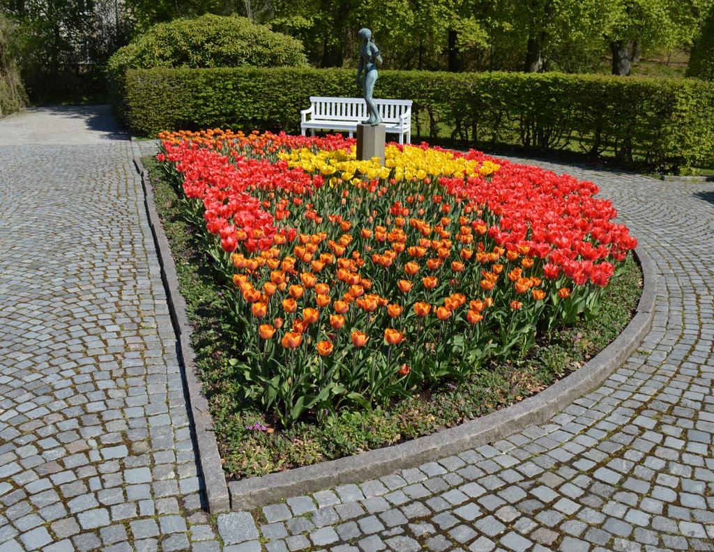 Arabis Roselite fagertrav, lila Tulipa Asahi triumftulpan, orangegul Tulipa Golden Apeldoorn darwinhybridtulpan, gul