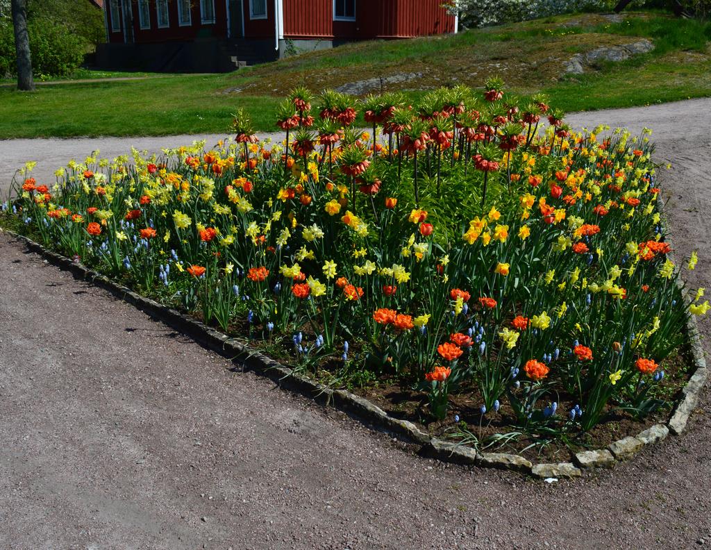 Anemone De Caen Mr Fokker bukettanemon, blå Fritillaria imperialis Rubra Maxima' kejsarkrona, orange Muscari Valerie Finnis' armenisk pärlhyacint, ljusblå Narcissus Pipit' trädgårdsjonkvill, ljusgul