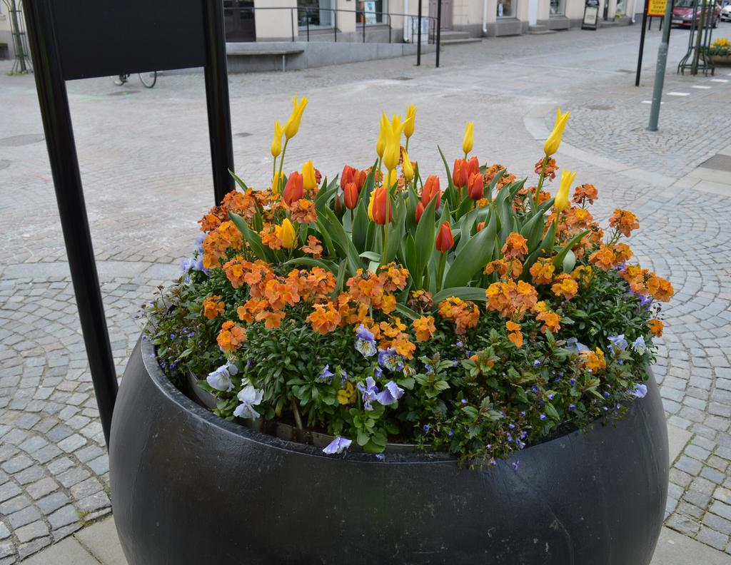 Erysimum POEM Mandarin gyllenlack, gulrosa Tulipa Inimitable liljetulpan, gul Tulipa Veronique Sanson triumftulpan, orange Tulipa Yokohama